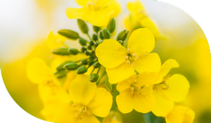Cibus Crops Canola/Oilseed Rape