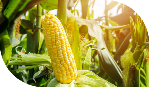 Cibus Crops Corn
