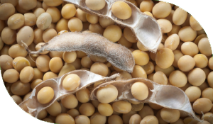 Cibus Crops Soybean