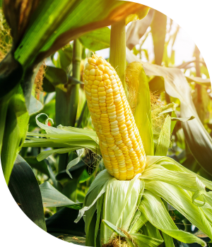 Cibus Corn