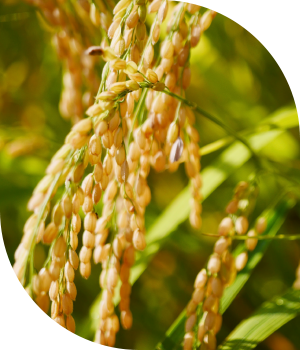 Cibus Rice