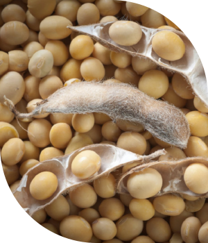 Cibus Soybean