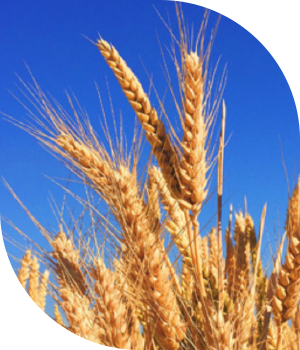 Cibus Wheat