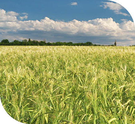 Cibus Resources Key Topics Cibus Resources Key Topics